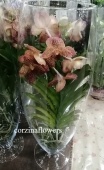 Ванда Оранж Махагон в стекле Шампань орхидея KM408 купить в Москве