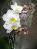 Фаленопсис гибрид орхидея О427 купить в Москве