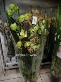 Цимбидиум зелено-бордовый орхидея О419 купить в Москве