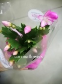Декабриста розовый шлюмбергия пинк кактус KR2087 купить в Москве