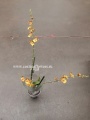 Орхидея Ховеара дюймовочка купить в Москве