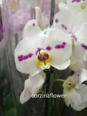 Фаленопсис гибрид орхидея О465 купить в Москве