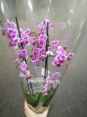 Фаленопсис мультифлора Пикси орхидея О242 купить в Москве