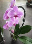 Фаленопсис каскад розовый орхидея О622 купить в Москве