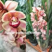 Орхидея Цимбидиум оранжевый 70-80 см О134 купить в Москве