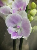 Фаленопсис Биг лип гибрид орхидея О482 купить в Москве