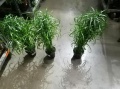Циперус, растение Фонтан купить в Москве