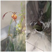 Психопсис Грин Валлей орхидея О610 купить в Москве
