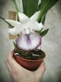Кохлеантес белый фиолетовый с бордовой окантовкой орхидея О673 купить в Москве