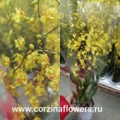 Орхидея Онцидиум твинкл желтый О133 купить в Москве