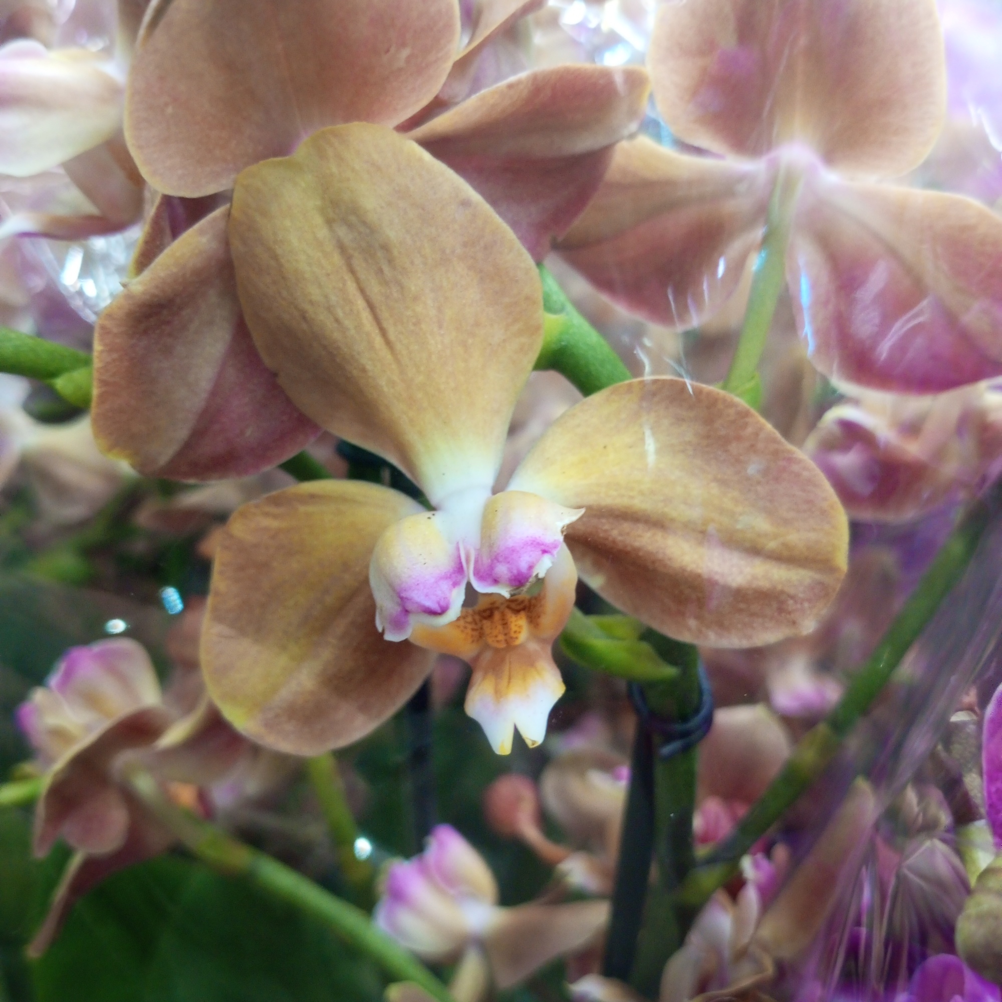 Орхидея Фаленопсис Пелорик Россини-Сарасто 2 ст отзывы