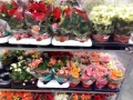 Бегония красиво-цветущие в горшках купить в Москве