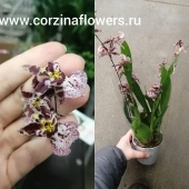 Орхидея онцидиум гибрид 201 О201 купить в Москве