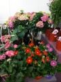 Декоративно-цветущие растения купить в Москве