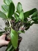 Зоотрофион Даянум орхидея О715 купить в Москве