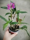 Дендробиум Хибики орхидея О243 купить в Москве