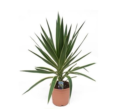 Юкка Пак 50-70 см пальма KR429 Юкка Пак 50-70 см пальма KR429 купить в Москве