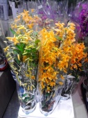 Орхидея Орхидея дендробиум стардаст оранжевый гибрид О145 купить в Москве