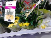 Променея Санлайт орхидея О498 купить в Москве