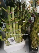 Драцена Бамбук 20-25 см счастья в керамике трапеция KM285 купить в Москве
