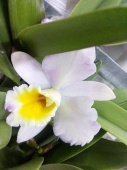 Орхидея Каттлея бело-розовая О591 купить в Москве