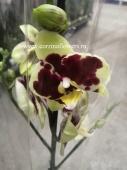 Орхидея Фаленопсис Еллоу Кау О26 купить в Москве