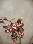 Орхидея Камбрия гибрид О822 купить в Москве