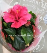 Гибискус розовый полумахровый DZ281 купить в Москве