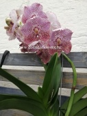 Орхидея Ванда розово-бордовая подвесная О142 купить в Москве
