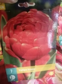 Тюльпан Икон луковицы L360 купить в Москве