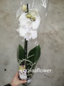Фаленопсис Биг лип гибрид орхидея О456 купить в Москве
