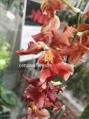 Камбрия Кататтанте орхидея О261 купить в Москве
