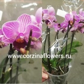 Орхидея Фаленопсис Букет Дилайт 3-5 ст О115 купить в Москве