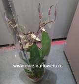Орхидея камбрия брассия Тоскана (Toskana) О51 купить в Москве