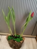 3 луковицы тюльпана в деревянном кашпо KM740 купить в Москве