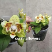 Фаленопсис Ейлоу шоколад бабочка орхидея О425 купить в Москве
