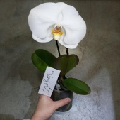 Орхидея Фаленопсис белый Синголо вайт О17 купить в Москве