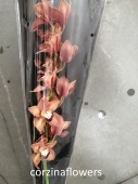 Цимбидиум коричневый Манон срезка орхидея SR561 купить в Москве