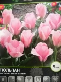 Тюльпан форстера Свит Сикстин луковицы L355 купить в Москве