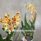 Орхидея Камбрия Висньюс О189 купить в Москве