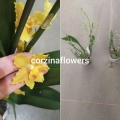Одонтоцидиум орхидея купить в Москве