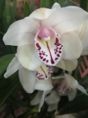 Цимбидиум бело-розовый гибрид орхидея О656 купить в Москве