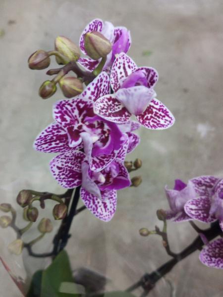 Орхидея Фаленопсис Пелорик 