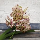 Орхидея Ванда Желто-розовая подвесная О144 купить в Москве