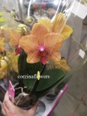 Фаленопсис мультифлора Мимонро орхидея О290 купить в Москве