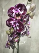 Орхидея Фаленопсис гибрид О594 купить в Москве