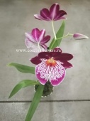 Орхидея Мильтония Лоуле Фолс О19 купить в Москве