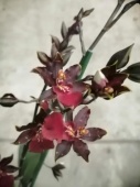 Камбрия Дикий кот орхидея О708 купить в Москве