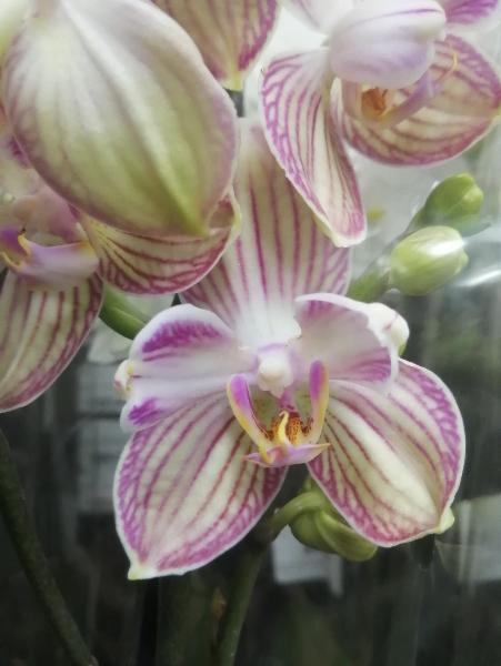 Phal. Santa Rosa peloric | Орхидеи, Цветы, Фото цветов