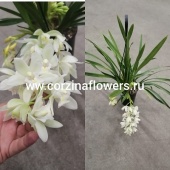 Орхидея Цимбидиум Каскад 2-3 цв подвесной О96 купить в Москве